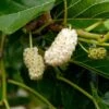 Nikita White™ Mulberry -Raintree Nursery 3606