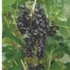 Kantata 50 Black Currant -Raintree Nursery 4878