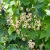 Bar-le-duc White Currant -Raintree Nursery 4904