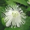Passiflora SnowPop™ 1 Passiflora SnowPop™ -Raintree Nursery 9288