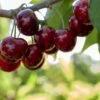 Amarena Di Pescara Cherry -Raintree Nursery Amarena