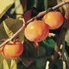 Prairie Dawn ™ American Persimmon -Raintree Nursery American Persimmon