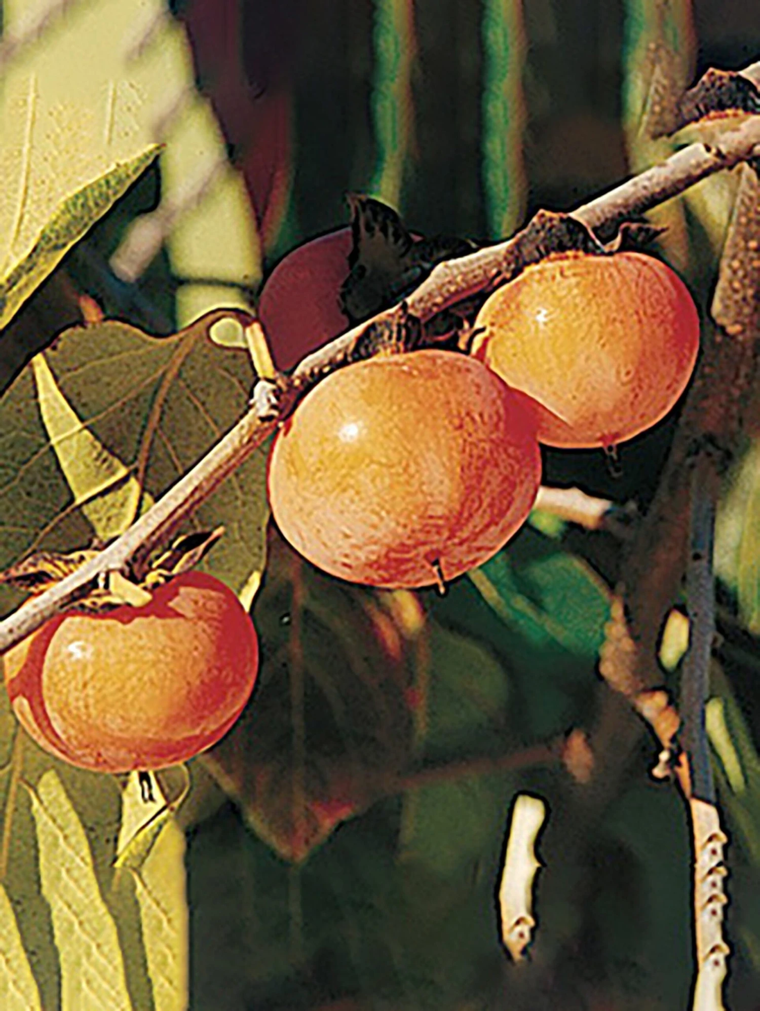 Prairie Dawn ™ American Persimmon 3 Prairie Dawn ™ American Persimmon