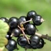 Laxton's Giant Black Currant 1 Laxton's Giant Black Currant -Raintree Nursery CoronetBlackCurrant 5d1ebfaf 77b6 4c9e 83d2 5aabad5748ce