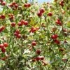 Red Azarole Hawthorn 2 Red Azarole Hawthorn -Raintree Nursery Crataegus azarolus Frucht 1