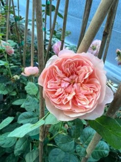 FLAVORETTE™ Honey-Apricot Rose -Raintree Nursery D523EFDA 5A0E 479B 842A 2757DCD6376E