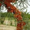 Amber Dawn™ Seaberry -Raintree Nursery D739
