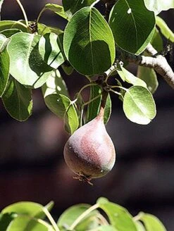 Moonglow Pear 7 Moonglow Pear -Raintree Nursery MoonGlow Pyrus communis leaffruit Jean ccby20