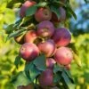 North Pole Columnar Apple -Raintree Nursery Northpolevertical