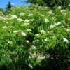 American Elderberry -Raintree Nursery Sambucus canadensis
