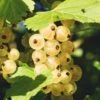 Zitavia Currant -Raintree Nursery White Currants Best Varieties Growing Guide Care Problems and Harvest FI