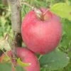 Beni Shogun Apple -Raintree Nursery a120 beni shogun 1