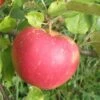 Red Boskoop Apple 1 Red Boskoop Apple -Raintree Nursery a161 red boskoop 1