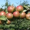 Granniwinkle Cider Apple 2 Granniwinkle Cider Apple -Raintree Nursery a387 granniwinkle p 27