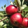 Unbeatable Urban Apple Bundle (3 Trees) 1 Unbeatable Urban Apple Bundle (3 Trees) -Raintree Nursery akane 95979