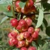 Scarlet Sentinel Columnar Apple -Raintree Nursery apple ScarletSentinel