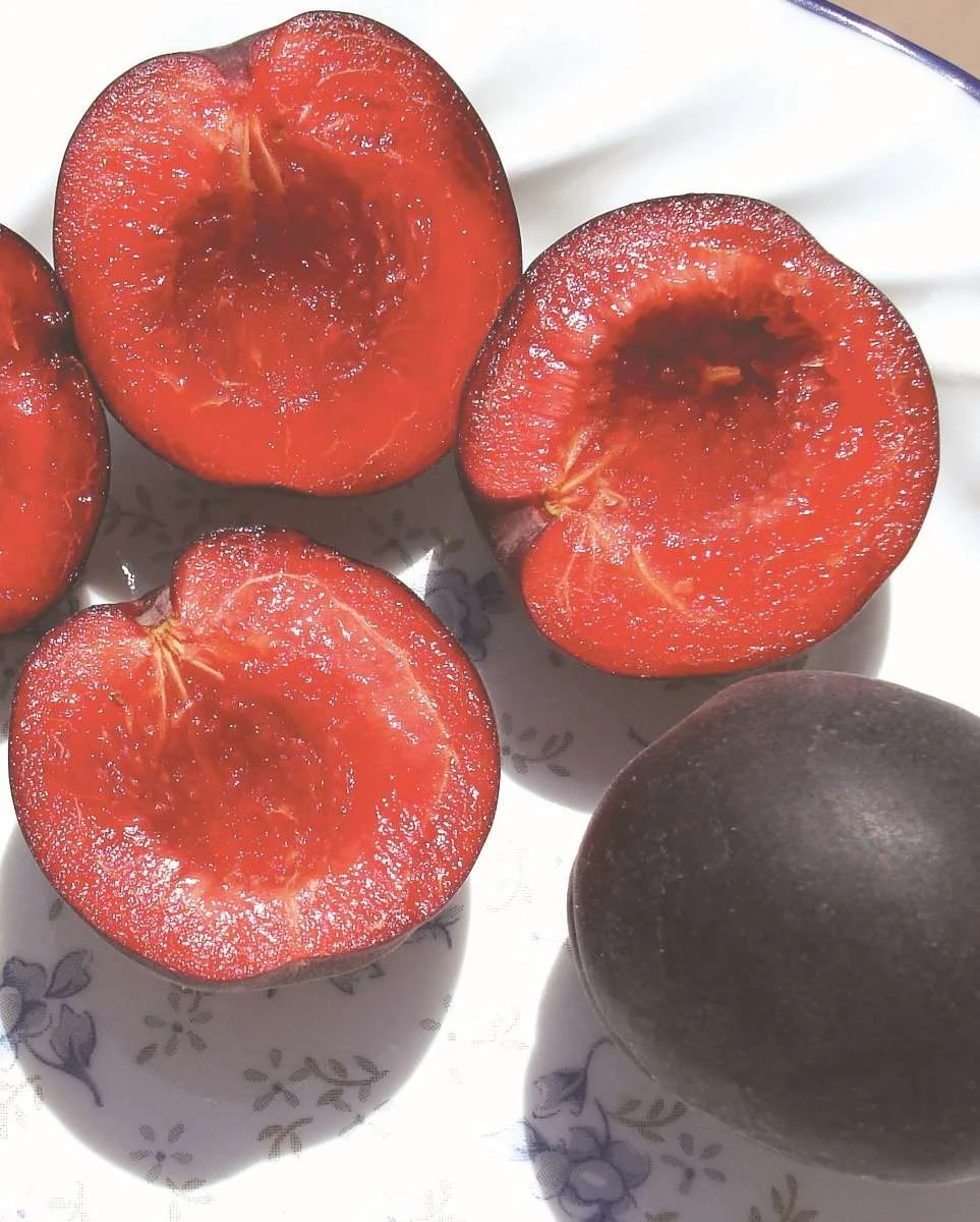 Tlor-Tsiran Apricot 3 Tlor-Tsiran Apricot