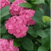 Let's Dance ¡Arriba!® Reblooming Hydrangea 2 Let's Dance ¡Arriba!® Reblooming Hydrangea -Raintree Nursery arriba2