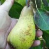 Atlantic Queen European Pear -Raintree Nursery atlantic queen pear 2