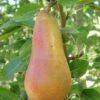 Abbe Fetel European Pear -Raintree Nursery b025 abbe fetel 1
