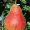 Ubileen European Pear -Raintree Nursery b260 ubileen pear 3 1