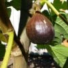 Beall Fig -Raintree Nursery beall 1 1