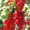Rovada Red Currant 2 Rovada Red Currant -Raintree Nursery best rovada red currant 1