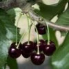 Black Tartarian Cherry 1 Black Tartarian Cherry -Raintree Nursery black tartarian 600x635 1