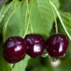 Black Gold Cherry -Raintree Nursery black gold cherry