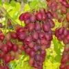 Canadice Seedless Grape -Raintree Nursery canadice grape 1
