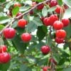 Balaton™ Cherry 1 Balaton™ Cherry -Raintree Nursery cherries joylandis