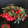 Cherry Berries ™ Wintergreen -Raintree Nursery cherryb w logo