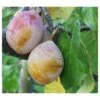 Coe's Golden Drop European Plum -Raintree Nursery coes g drop