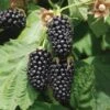 Columbia Star Thornless Blackberry -Raintree Nursery columbia star 1