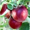 Cosmic Crisp® Apple -Raintree Nursery cosmic crisp