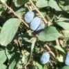 Blue Belle Honeyberry -Raintree Nursery d724 gigapixel standard scale 6 00x 9573f641 3d90 417f b253 577b7a476864