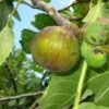 Dauphine Fig -Raintree Nursery dauphine gm 2