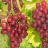 Einset Seedless Grape 1 Einset Seedless Grape -Raintree Nursery einset grape 1