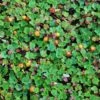 Emerald Carpet Raspberry -Raintree Nursery emeraldcarpet