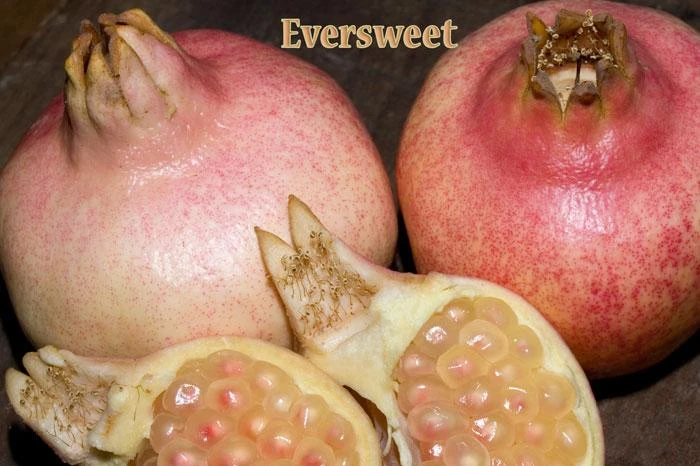 Eversweet Pomegranate 3 Eversweet Pomegranate