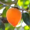 Hachiya Persimmon -Raintree Nursery hachiya persimmon