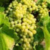 Hope Seedless Grape 1 Hope Seedless Grape -Raintree Nursery hope grape 1