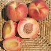 Tri Lite Peach/Plum 1 Tri Lite Peach/Plum -Raintree Nursery httpraintreenursery.netpc351