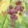 Hungarian Seedless Grape 2 Hungarian Seedless Grape -Raintree Nursery httpraintreenursery.netphungarian grape2