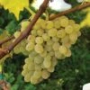 Neptune Seedless Grape 2 Neptune Seedless Grape -Raintree Nursery httpraintreenursery.netpneptunegrape1