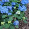 Double Down® Hydrangea 1 Double Down® Hydrangea -Raintree Nursery hydd