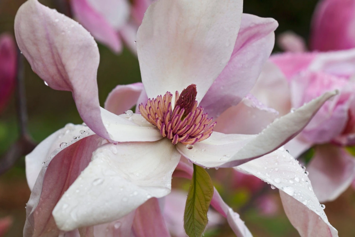 Daybreak Magnolia 3 Daybreak Magnolia