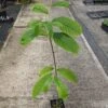 Paw Paw Seedling