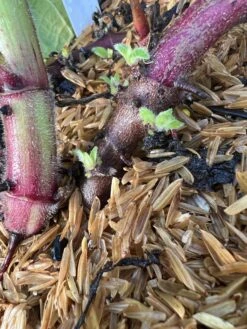 Purple Yacon -Raintree Nursery image 82187f30 873f 47de 989e 30847d731294 3