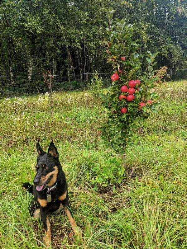 Scarlet Sentinel Columnar Apple 4 Scarlet Sentinel Columnar Apple - Image 2
